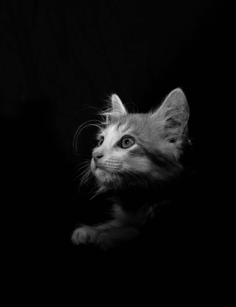 Curious Cat in Black and White Wallpaper - Dark Background Elegance