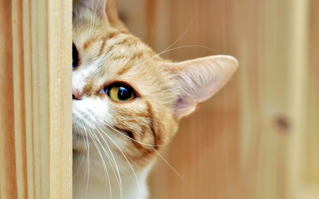 Curious Spotted Cat Peeking Around Wooden Surface - Playful Wallpaper