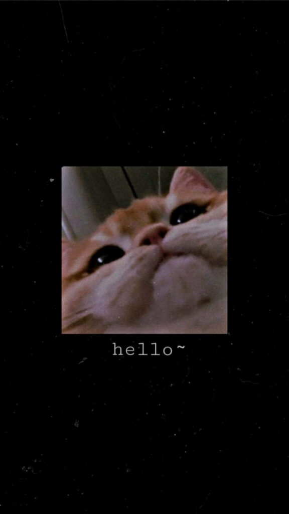 Cute cat low angle portrait with curious eyes on black grainy background and playful hello text Wallpaper