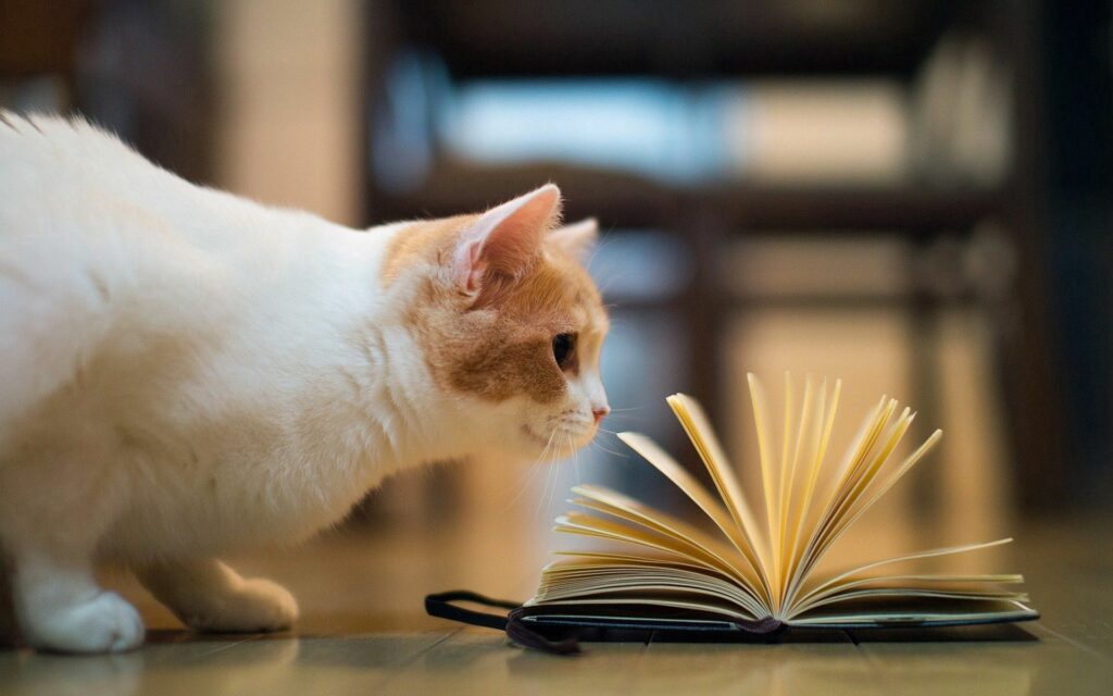 Curious Cat Examines Open Book - Cozy 1920x1200 Wallpaper