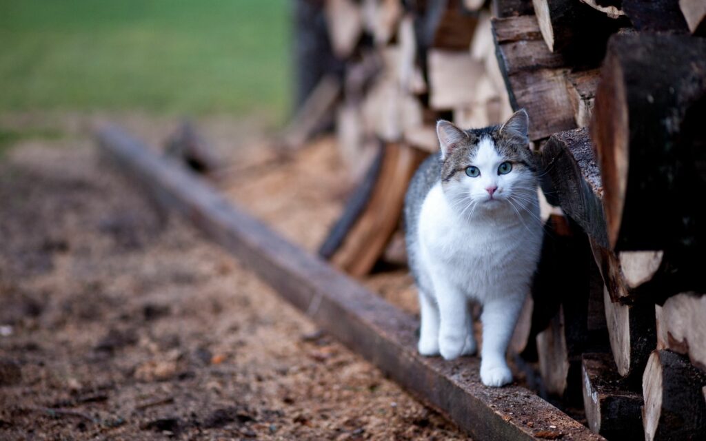 Curious Cat Exploring Rustic Fence with Firewood Background Wallpaper