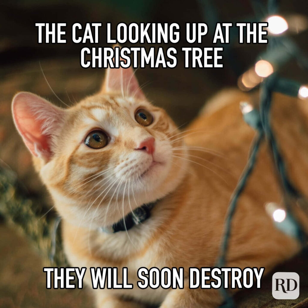 Curious Cat Gazes at Twinkling Christmas Tree - Mischief Awaits! Wallpaper