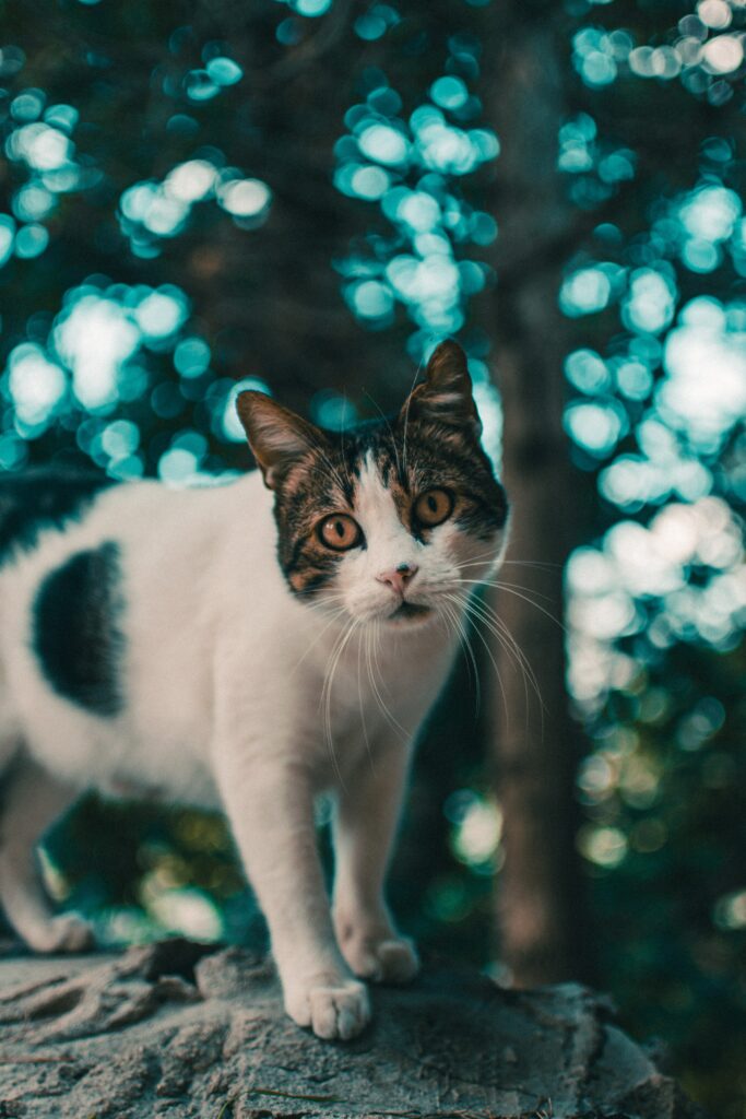 Curious Cat High-Res Wallpaper: Striking Gaze & Dreamy Background
