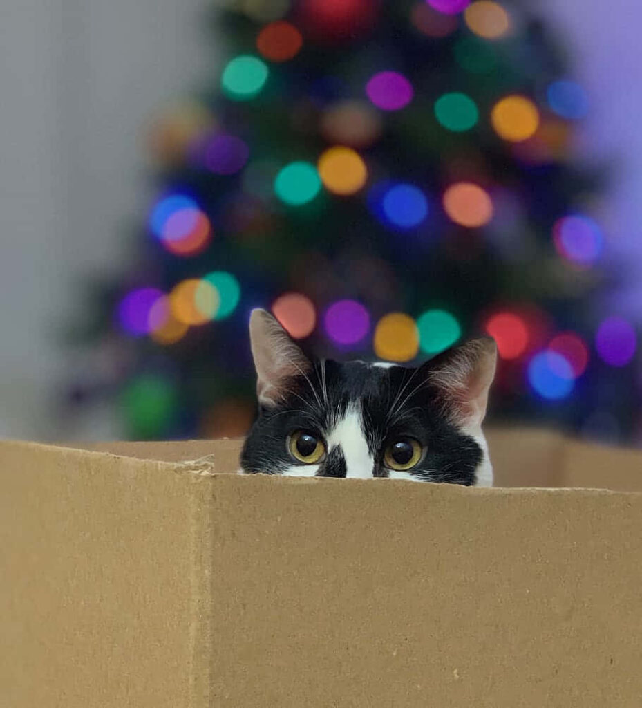 Curious Cat in Cardboard Box with Blurred Christmas Tree Background Wallpaper