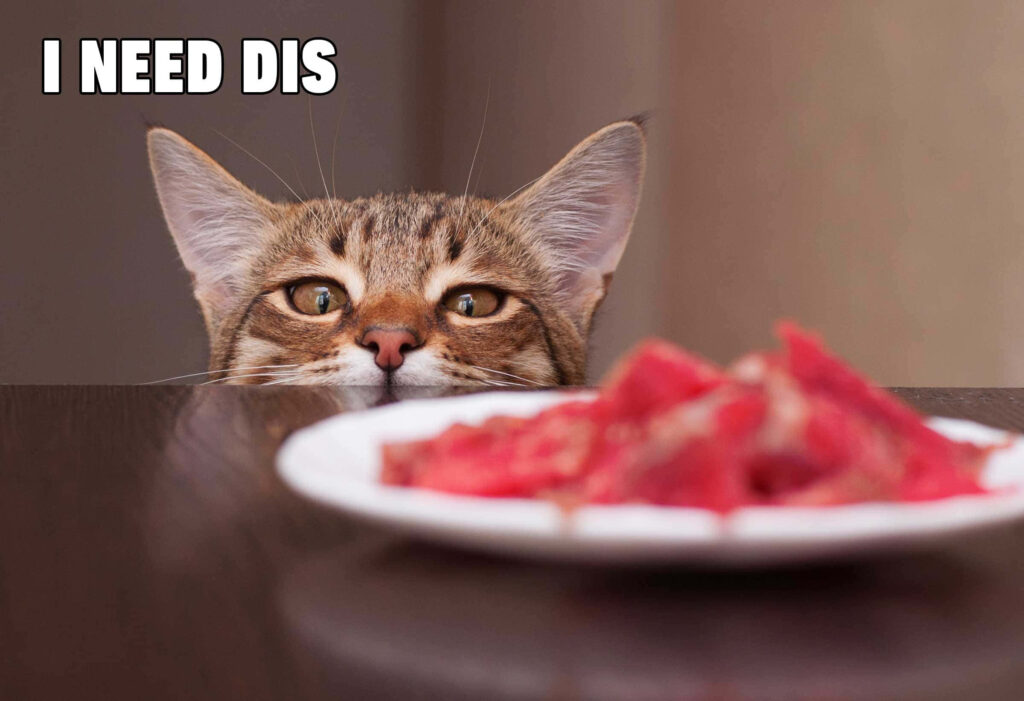 Curious cat with wide eyes peeks over table at meat plate playful warm toned meme wallpaper