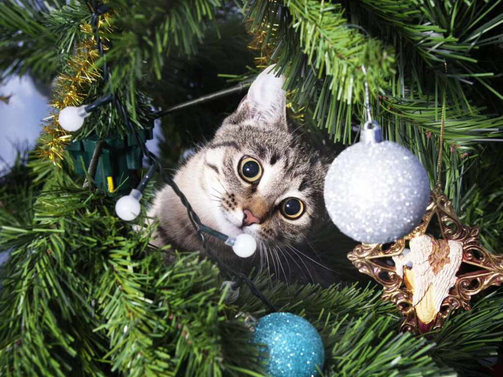Curious Cat Peeks Through Christmas Tree Ornamented with Lights Wallpaper