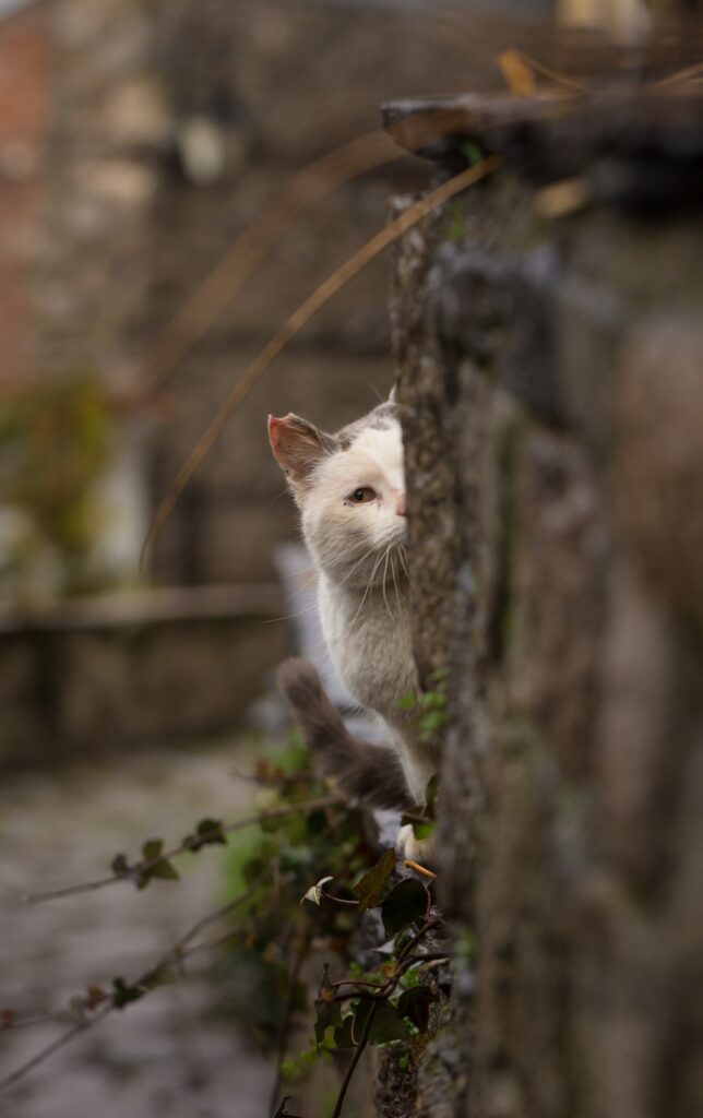 Curious Cat Peeking from Textured Stone Wall - Playful Wallpaper