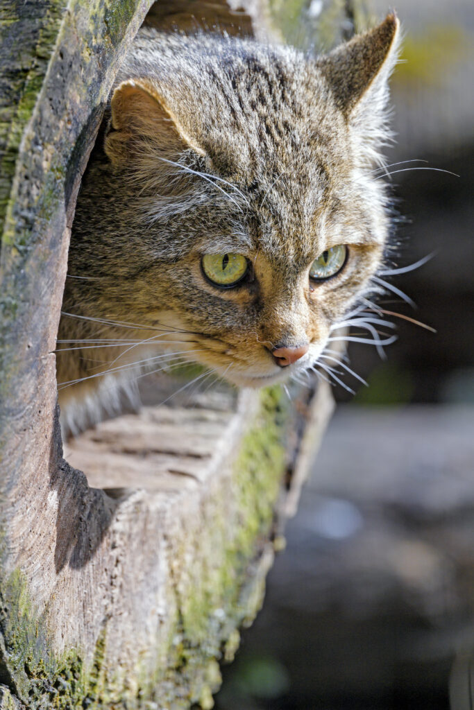 Curious Cat Peeking from Hollow Tree: Nature’s Playful Harmony Wallpaper