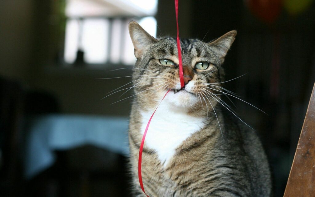Curious Cat Plays with Red Tape: Captivating Wallpaper Image