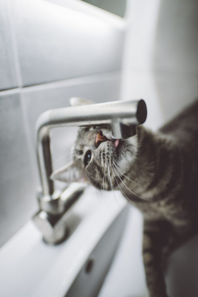 Playful Cat Reaches for Water Droplets in Modern Bathroom Wallpaper