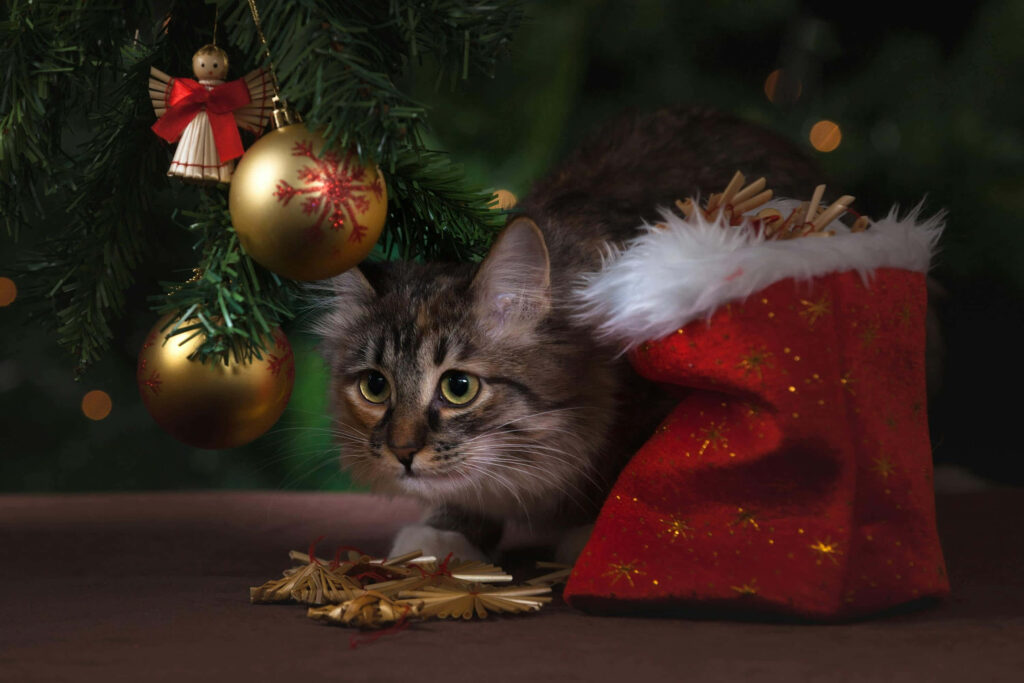 Charming Christmas Cat Wallpaper: Cozy Tree & Festive Ornaments