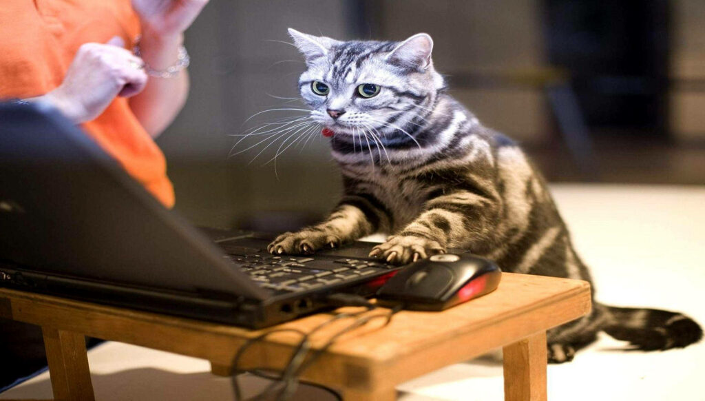 Curious cat using laptop and mouse at table playful funny cat meme wallpaper bright indoor lighting