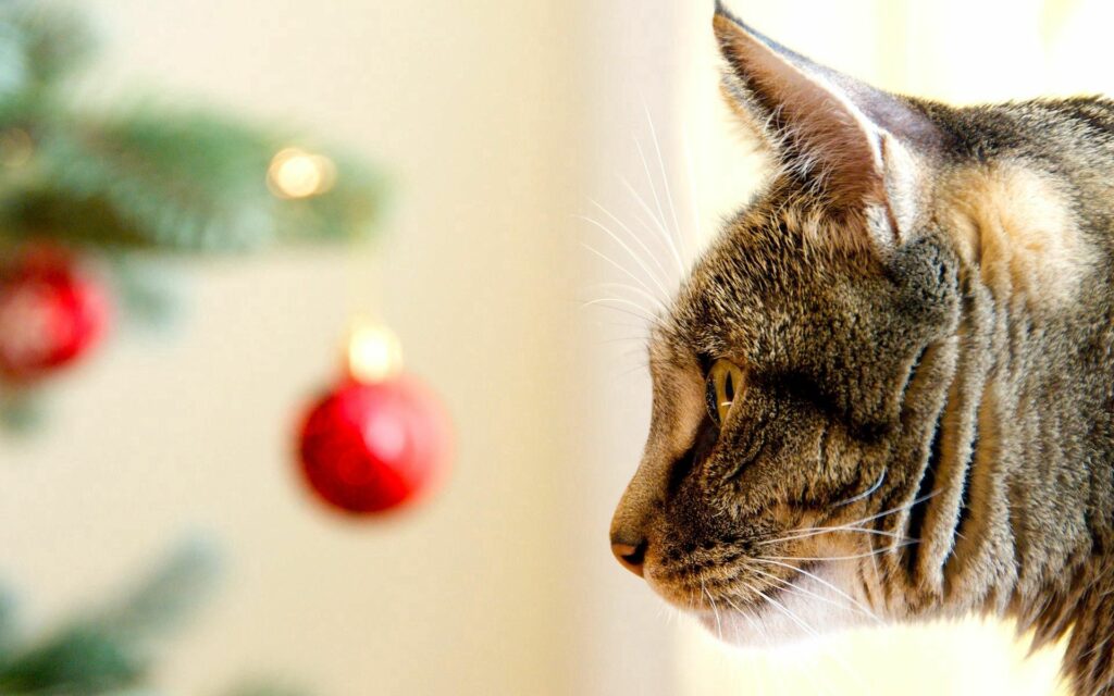 Curious Cat Gazes at Festive Red Ornaments - Cozy Christmas Wallpaper