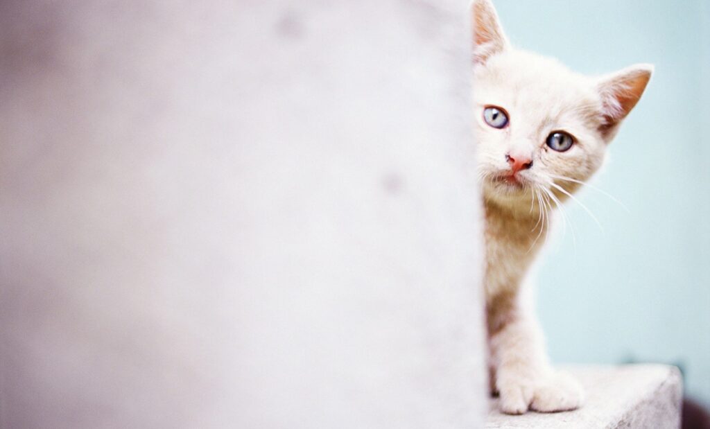 Curious Cat Peeking: Minimalist Wallpaper with Soft Light Background
