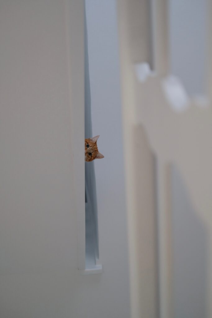 Playful Cat Peeking Around Corner - Charming Minimalist Wallpaper