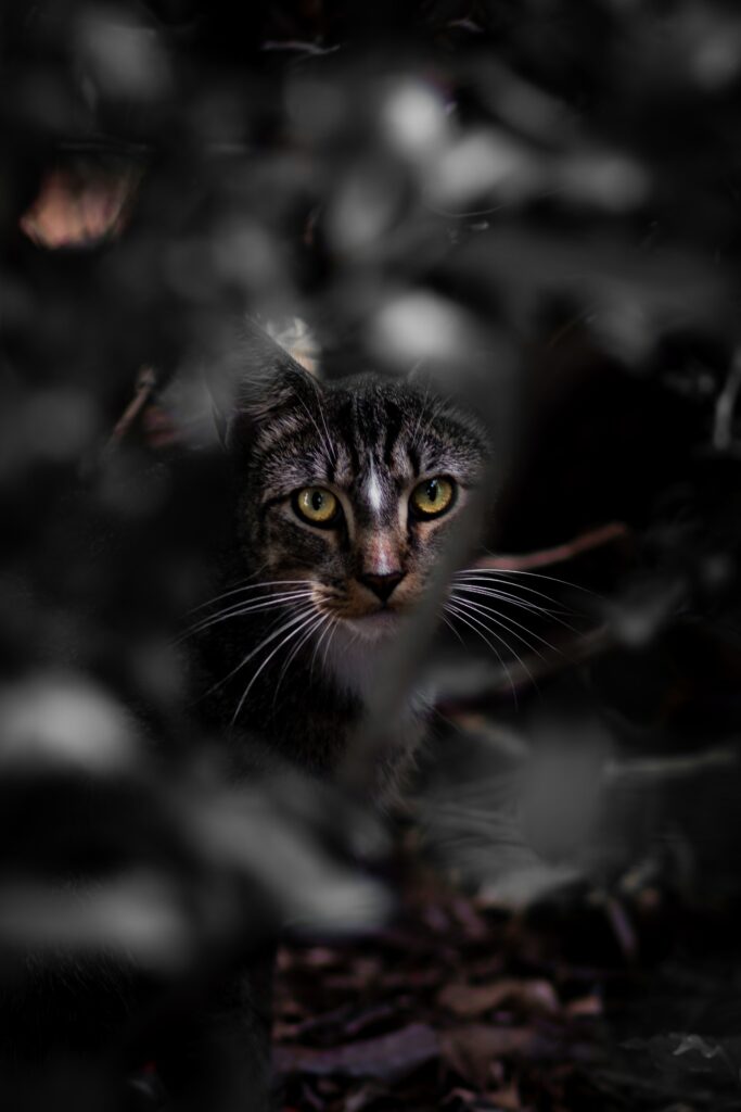 Mysterious Cat Wallpaper: Curious Feline in Dense Foliage