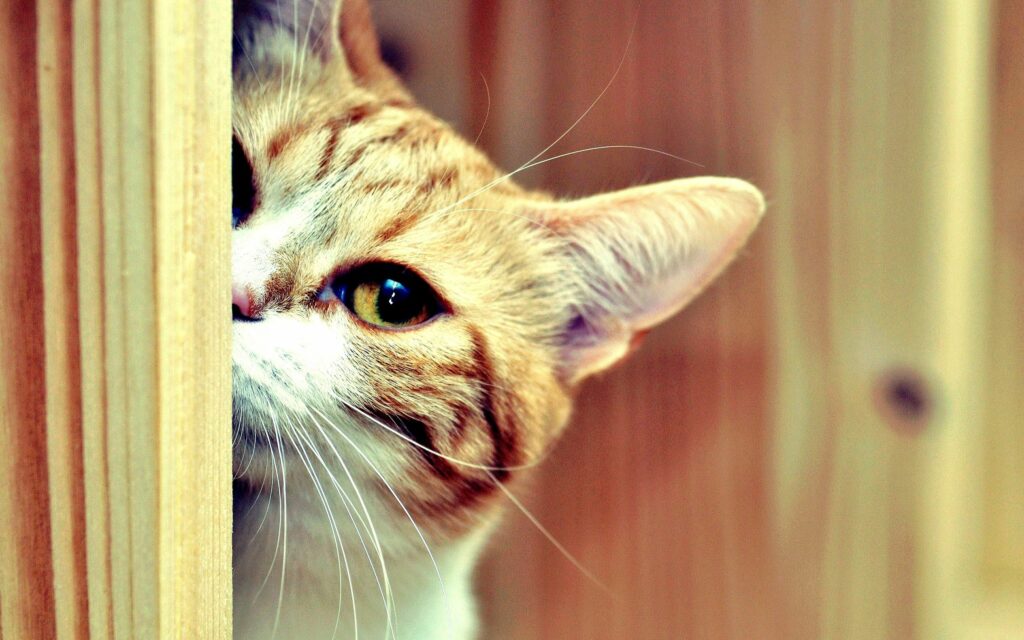 Curious Cat Peeking: Playful 2560x1600 Wallpaper Background