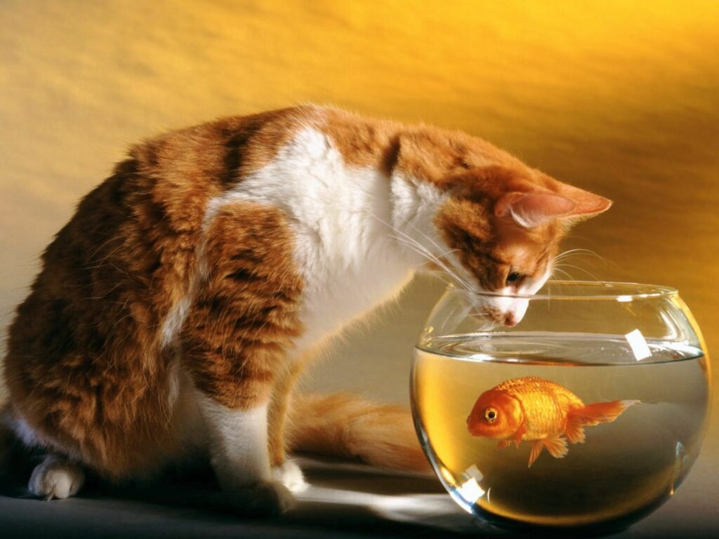 Curious Cat Watches Goldfish in Glass Bowl: Playful Interaction Scene Wallpaper