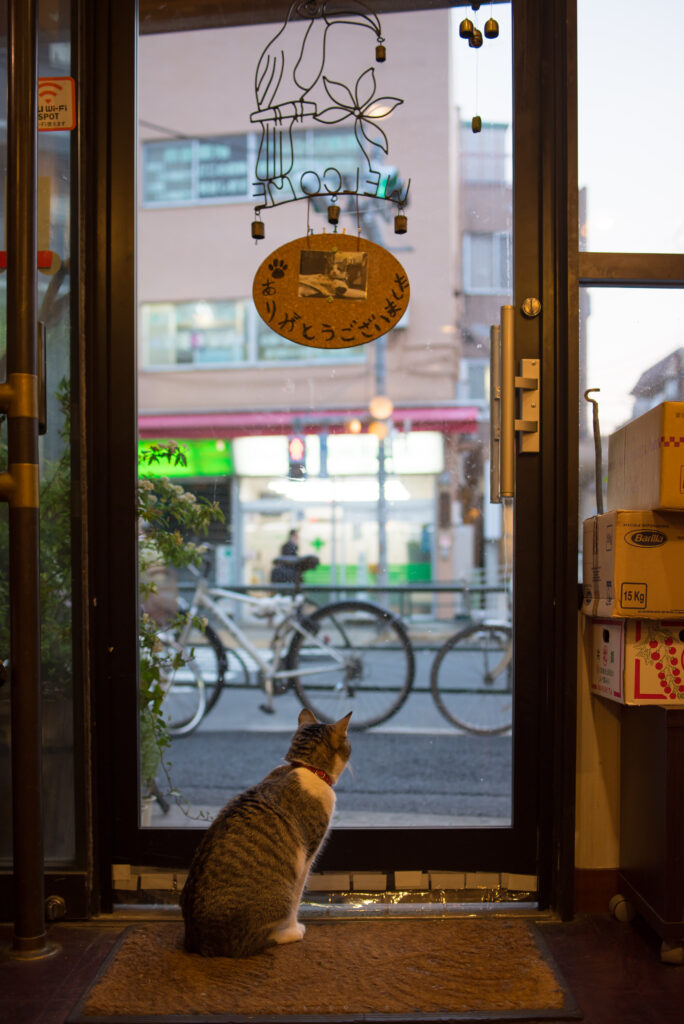 Curious Cat Gazes Through Glass Door at Lively Street Scene Wallpaper