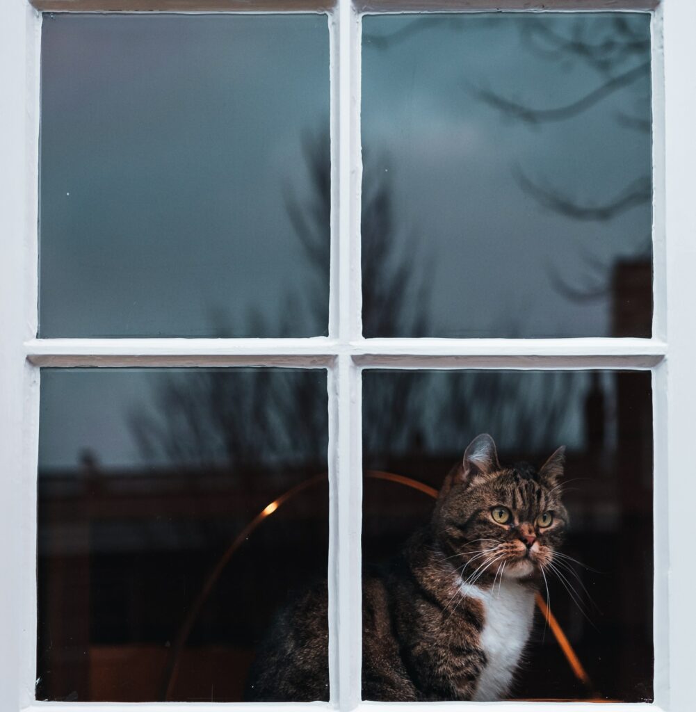 Curious Cat Gazes Outside: Tranquil Window Moment Wallpaper