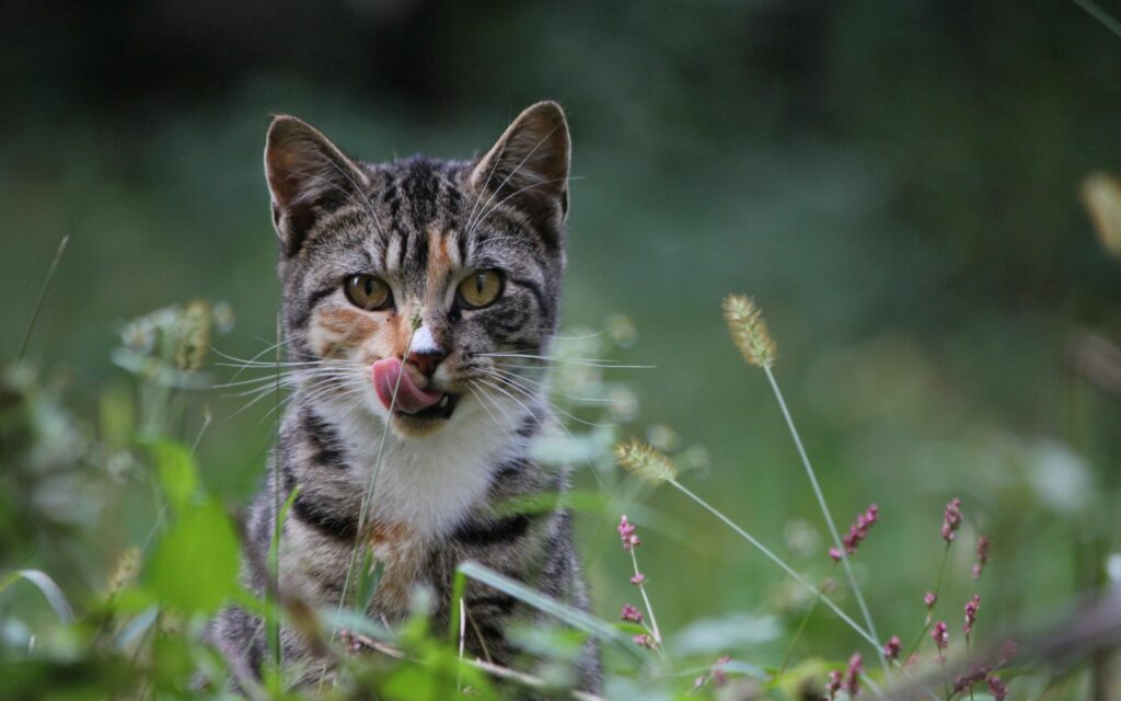 Curious Cat in Grass: Focused & Cautious Hunting Instincts Wallpaper