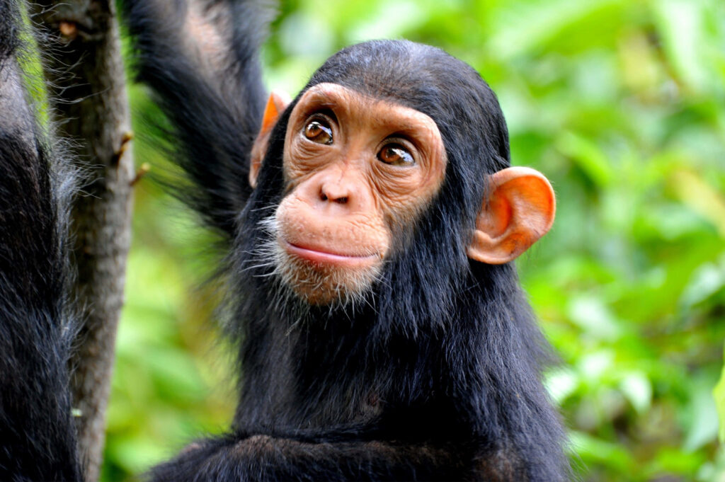 Curious chimpanzee close-up with expressive eyes and soft fur in vibrant green forest background Wallpaper