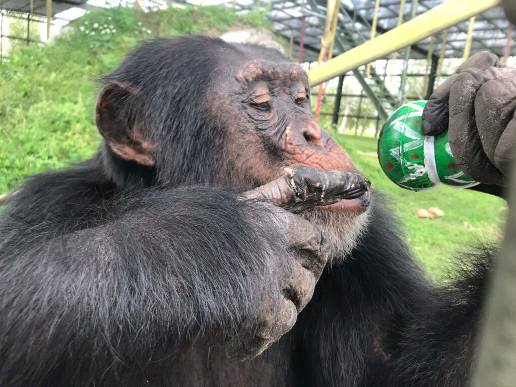 Chimpanzee drinking colorful soda can outdoors in green enclosure with natural light fur texture Wallpaper