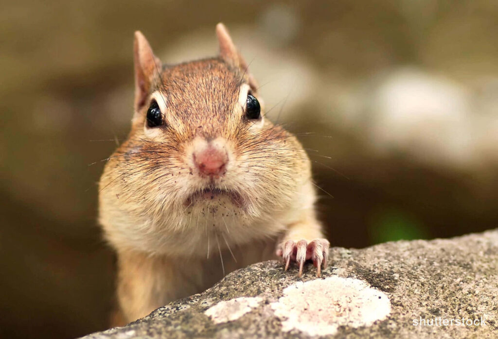 Curious chipmunk with full cheeks peeking over rock nature wallpaper background for wildlife fans