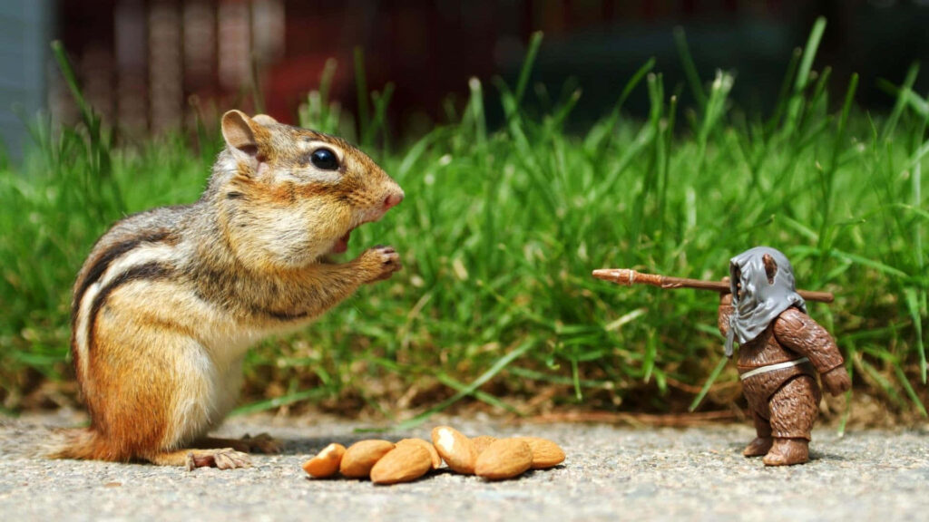 Curious chipmunk eating almonds next to toy Ewok with spear on green grass wallpaper background