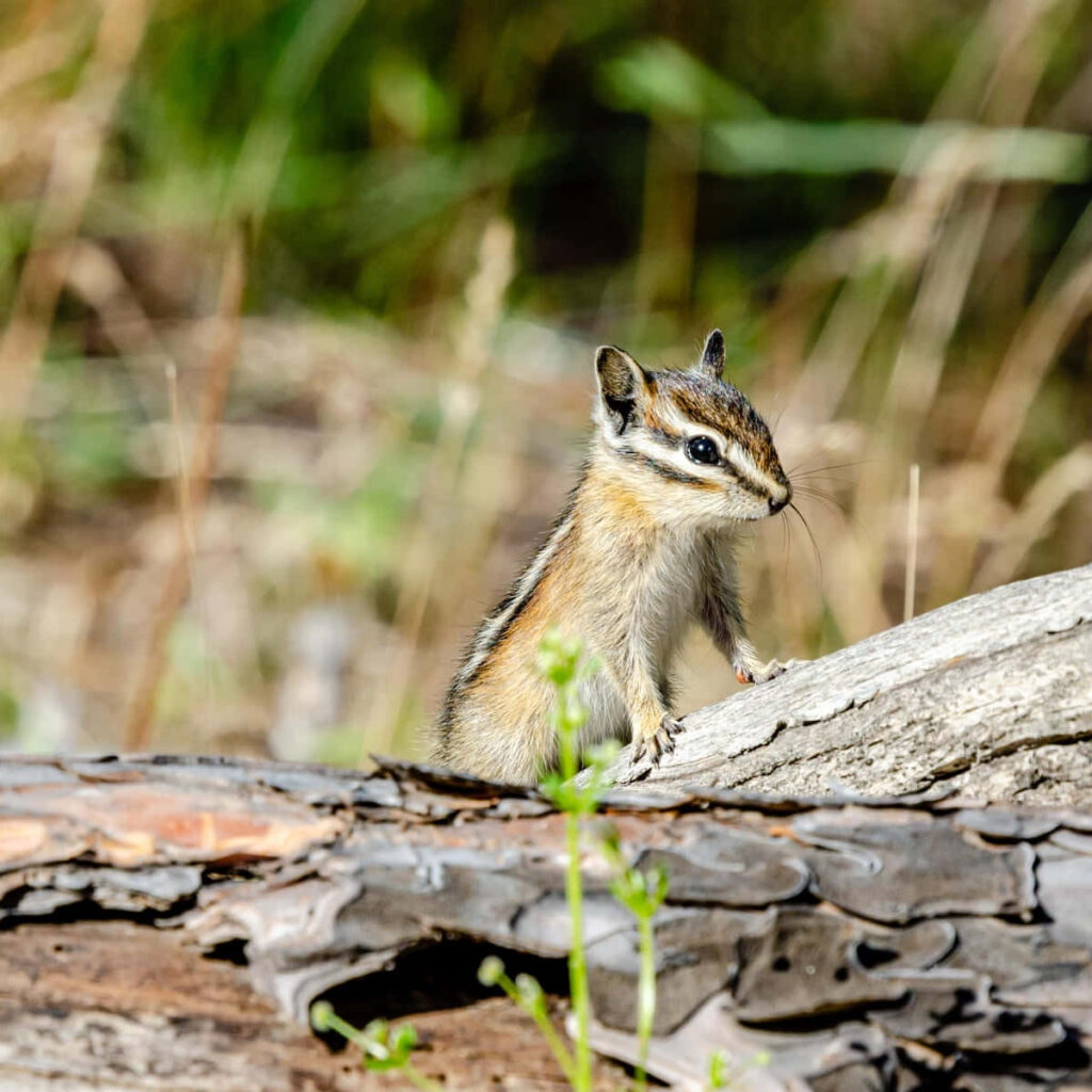 Curious Chipmunk on Tree Bark: Agile Nature in Blurred Greenery Wallpaper