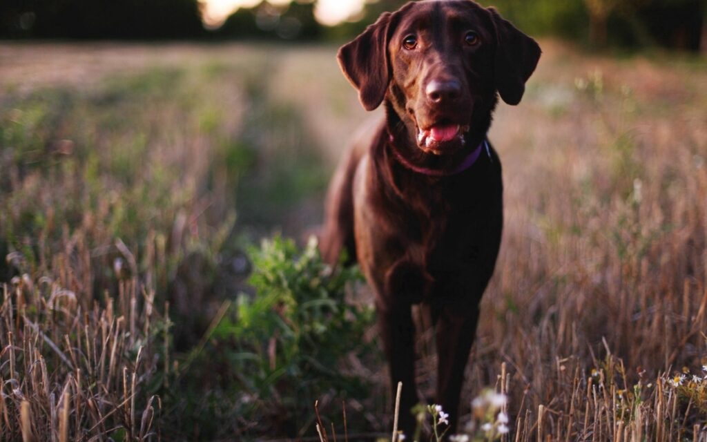 Curious Chocolate Labrador in Serene Field - Playful Moment Wallpaper