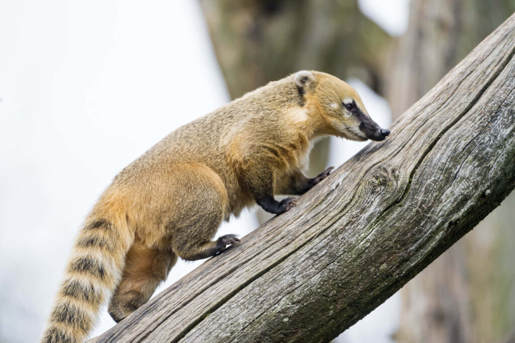 Curious coati climbing weathered tree trunk with golden fur and striped tail in nature background Wallpaper