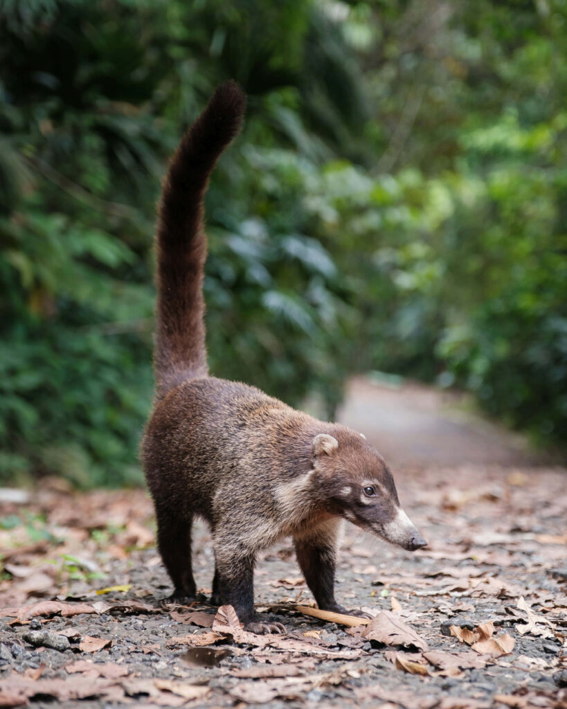 Curious coati with bushy tail exploring lush forest path with green foliage and fallen leaves Wallpaper