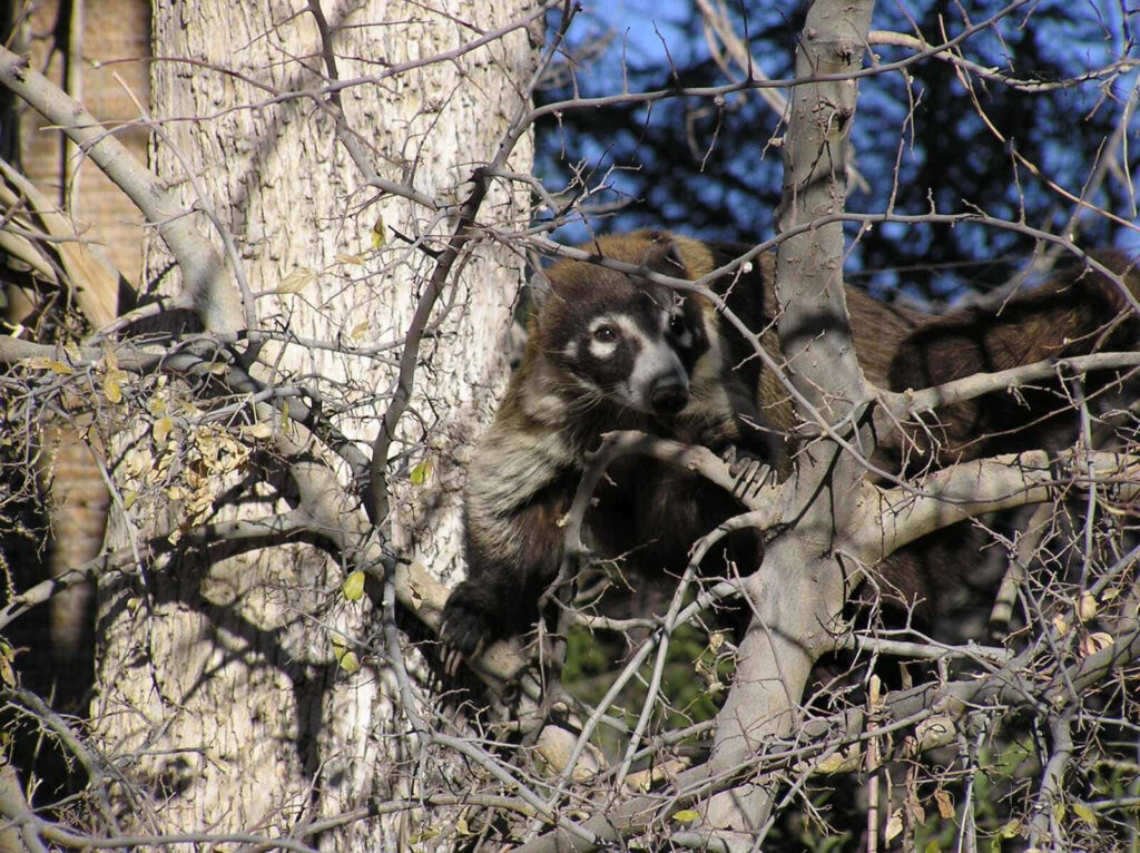 Curious coati with brown fur climbs leafless branches in sunlit forest wildlife scene wallpaper