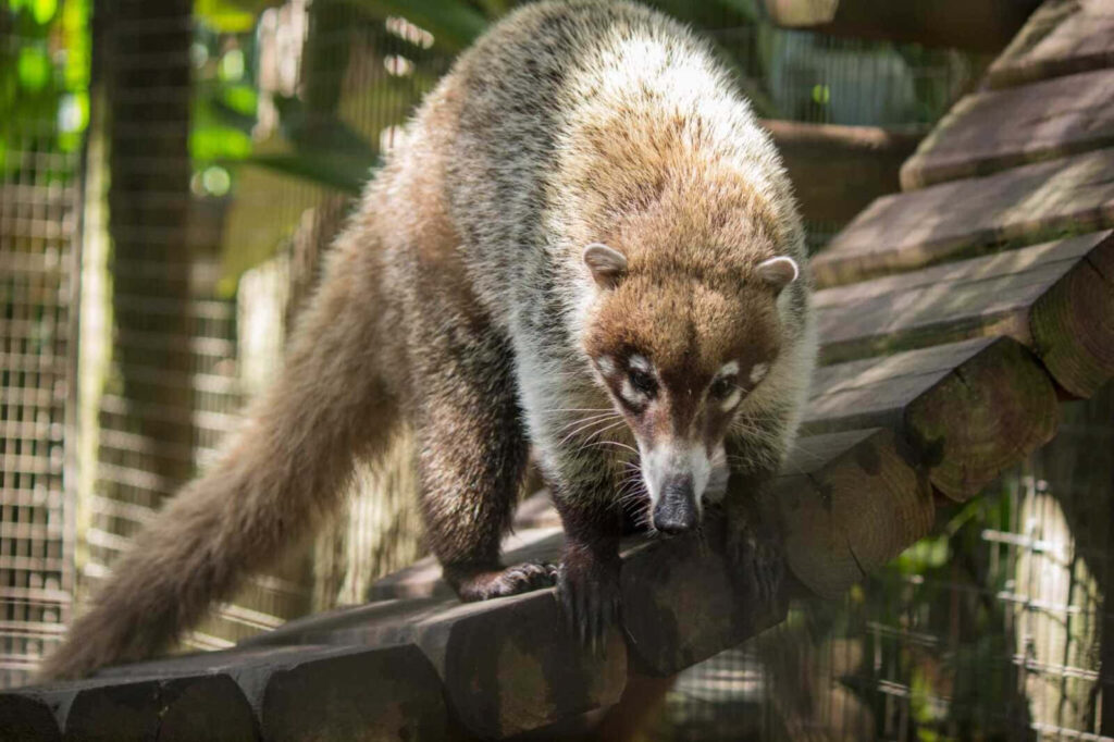 Curious coati with bushy tail on wooden ramp in lush green enclosure under natural sunlight Wallpaper