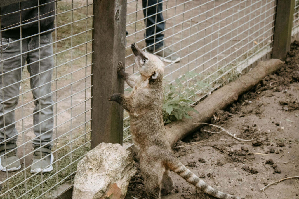 Curious coati on hind legs reaching towards person by wire fence in rustic outdoor setting wallpaper