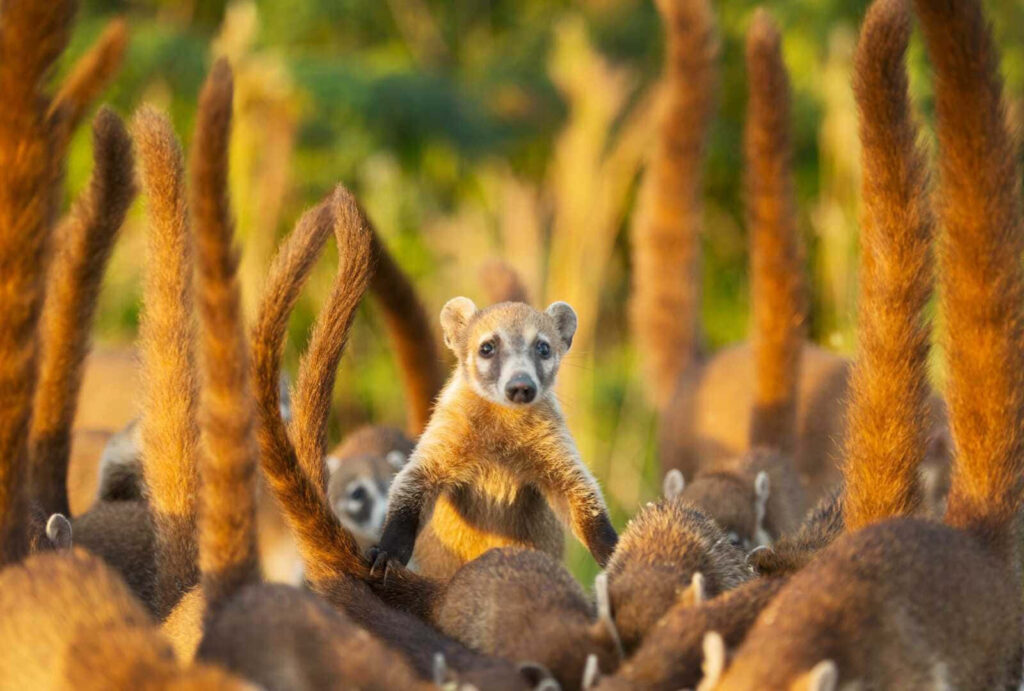 Curious coati standing upright among peers with ringed tails in sunlit natural habitat wallpaper