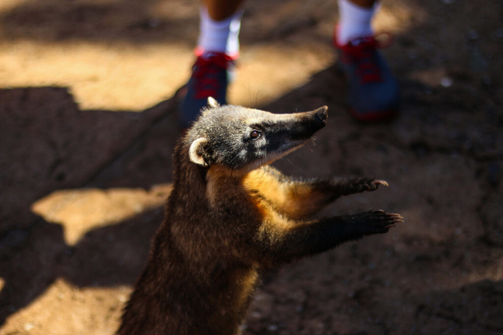 Curious coati on hind legs with brown fur in natural setting blurred people background wallpaper
