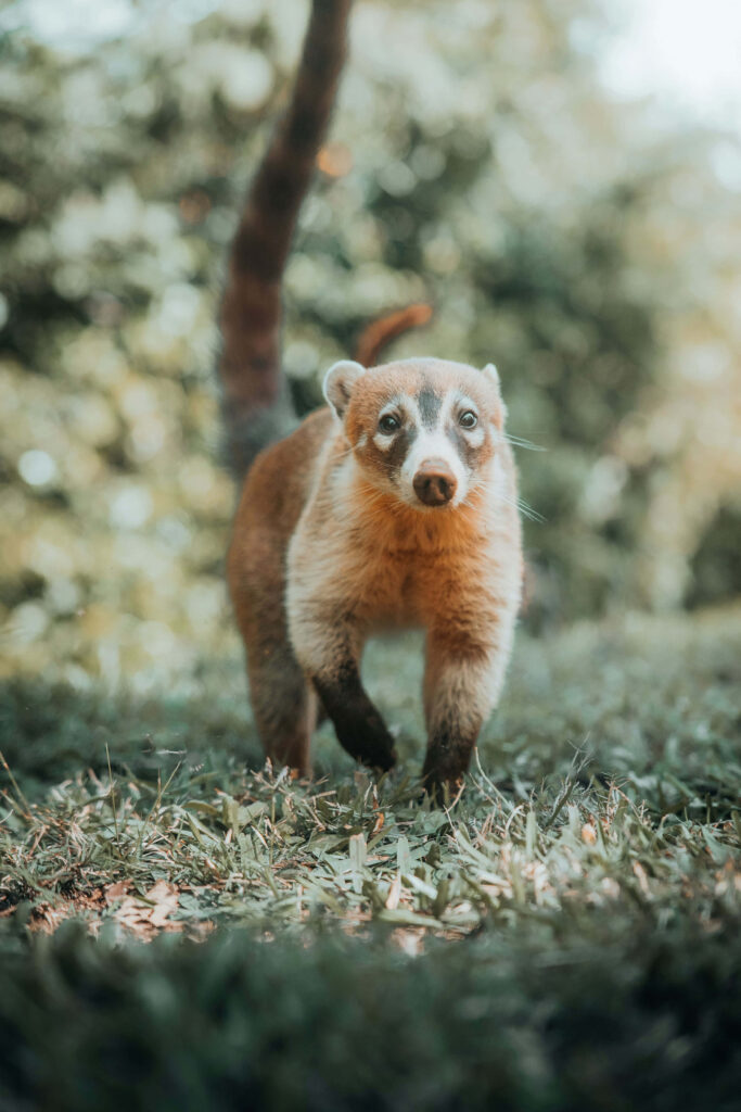 Curious coati walking toward camera with bushy tail in sunlit green natural background wallpaper