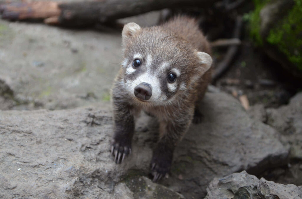 Curious coati with white markings on rugged rocks in warm nature wallpaper background scene
