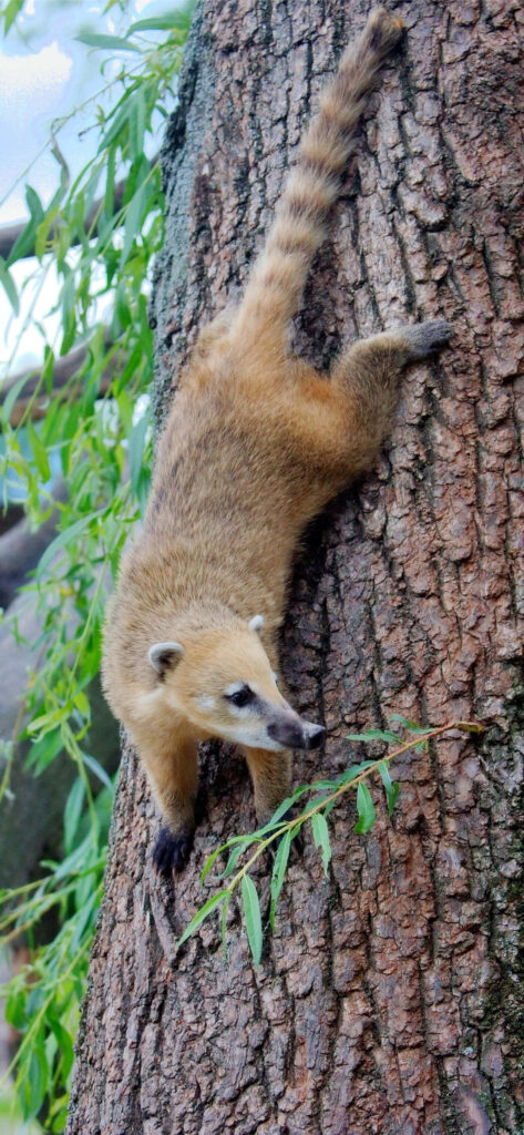 Curious coati on tree bark with tawny fur and striped tail vibrant wildlife nature wallpaper