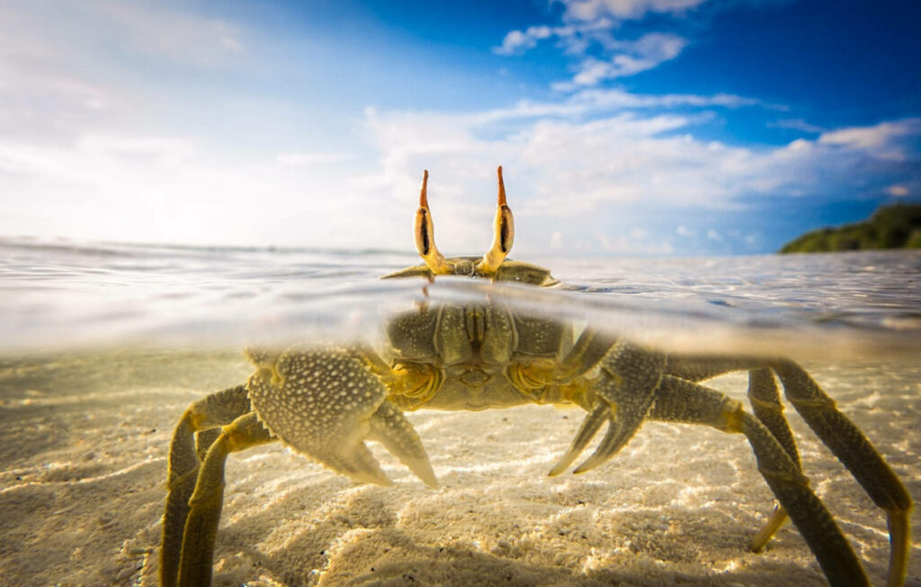 Curious crab in clear shallow waters with vibrant blue sky beach split-view coastal scenery wallpaper