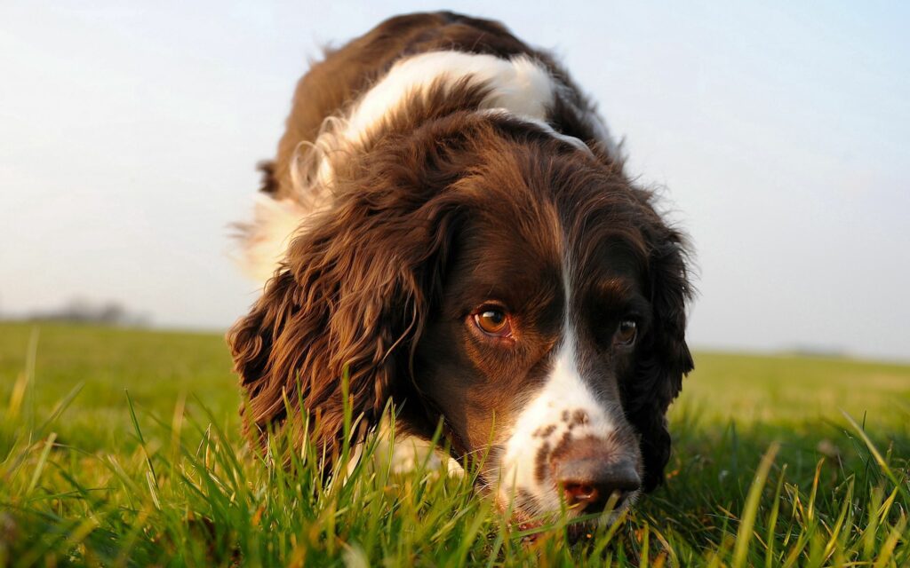 Curious Dog Sniffs Grass Under Clear Sky - Cute Curly Fur Action Wallpaper