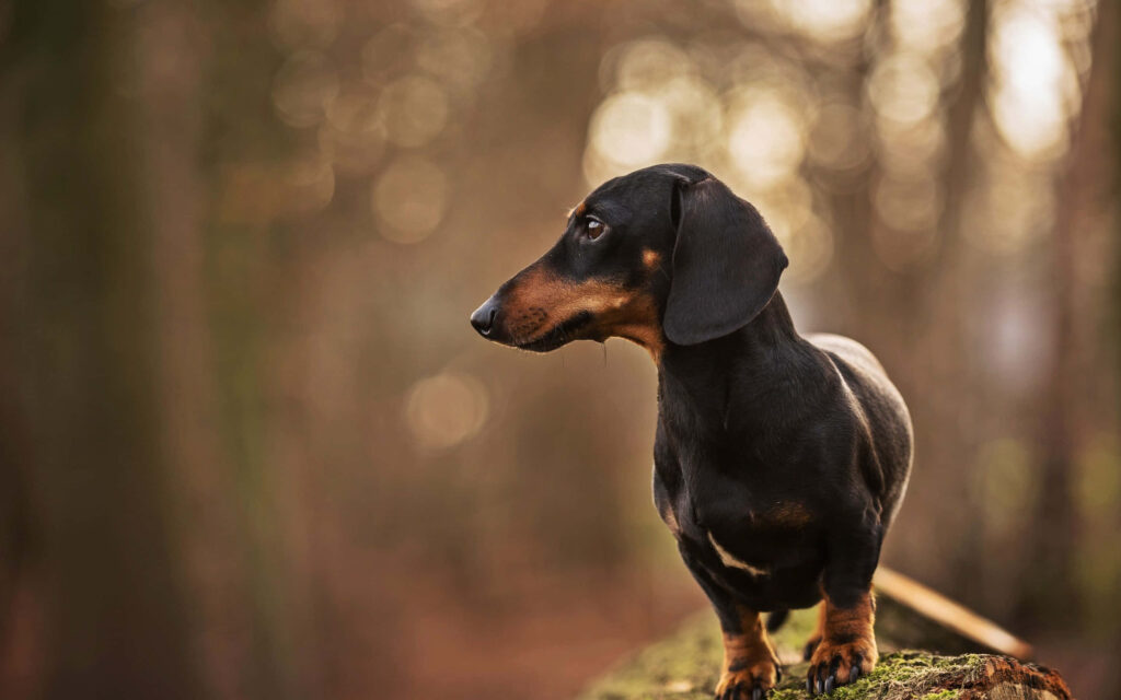 Curious black and tan Dachshund on mossy ground exploring sunlit forest with bokeh background Wallpaper