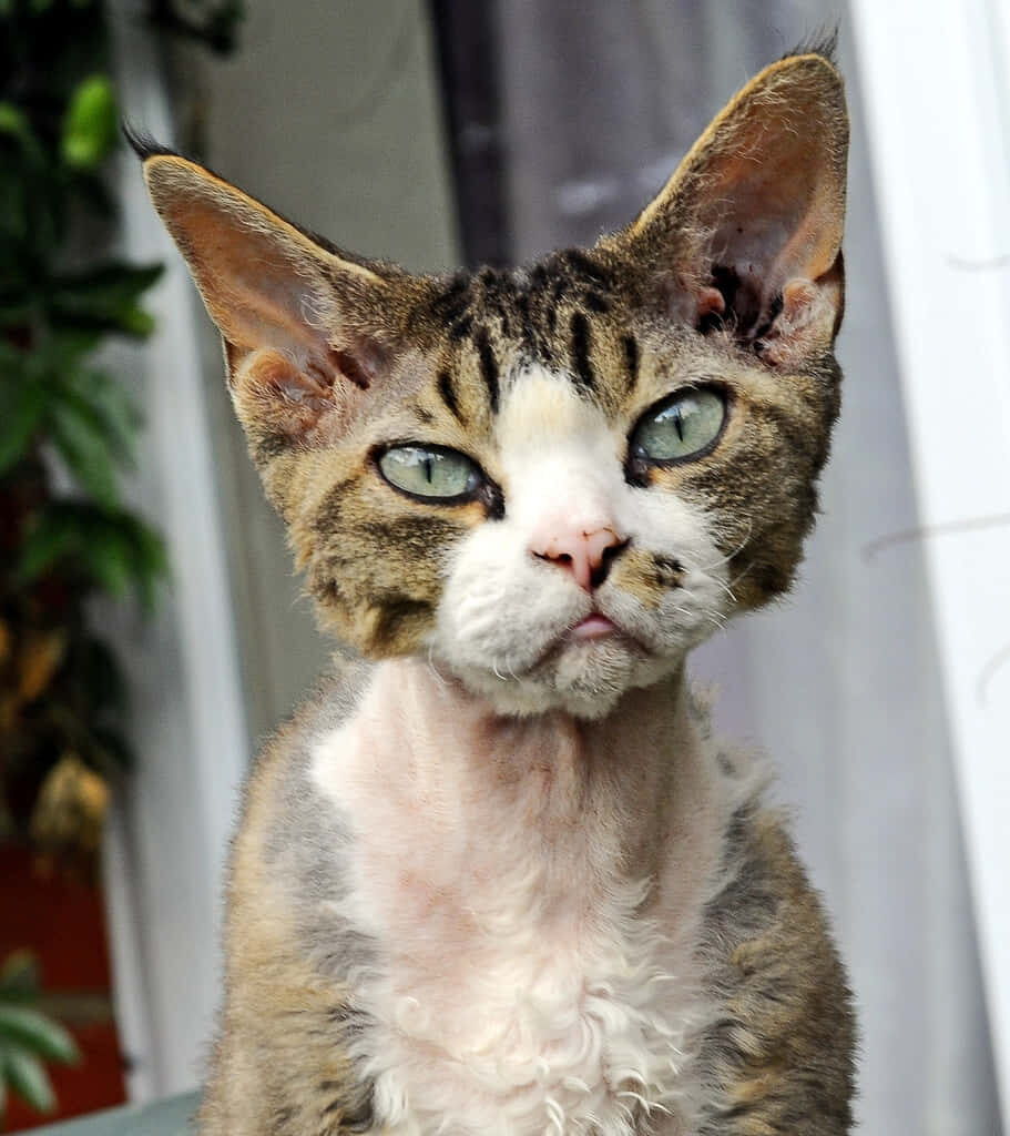 Charming Devon Rex Cat Wallpaper: Curious Eyes & Wavy Fur