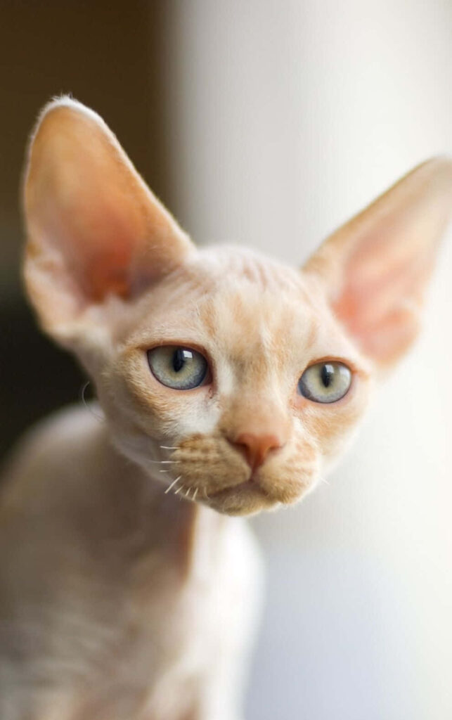 Close-up Wallpaper of a Curious Devon Rex Cat with Green Eyes