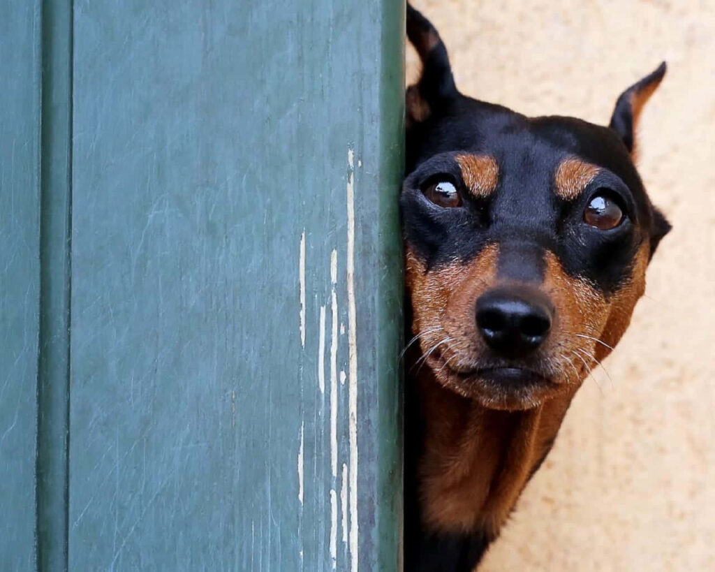 Curious Dobermann peeking from rustic green door with intense gaze and sleek black and tan coat Wallpaper