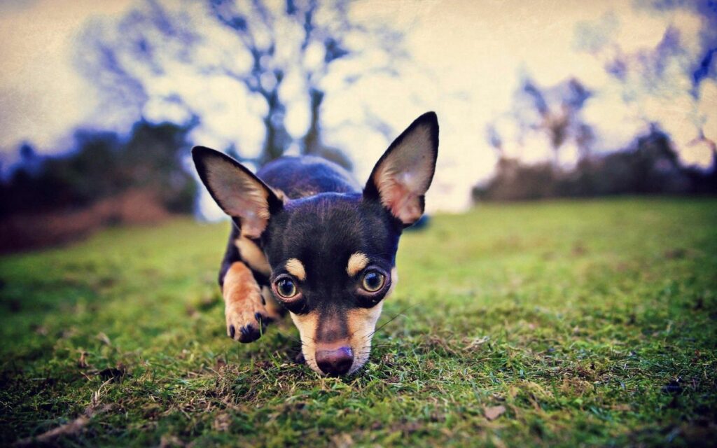 Curious Dog Exploring Lush Green Field - Nature Wallpaper