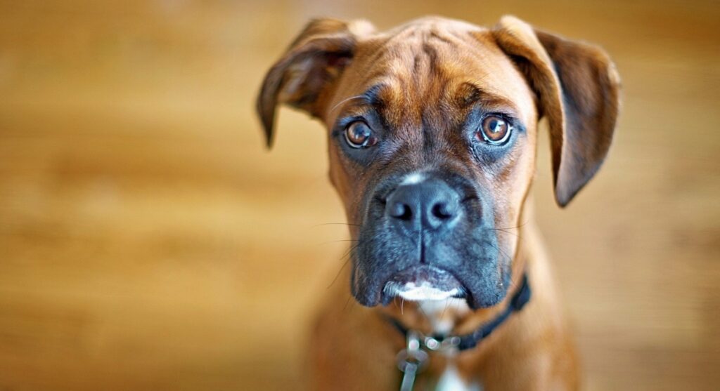 Close-Up Dog Wallpaper: Expressive Eyes & Soft Blurred Background