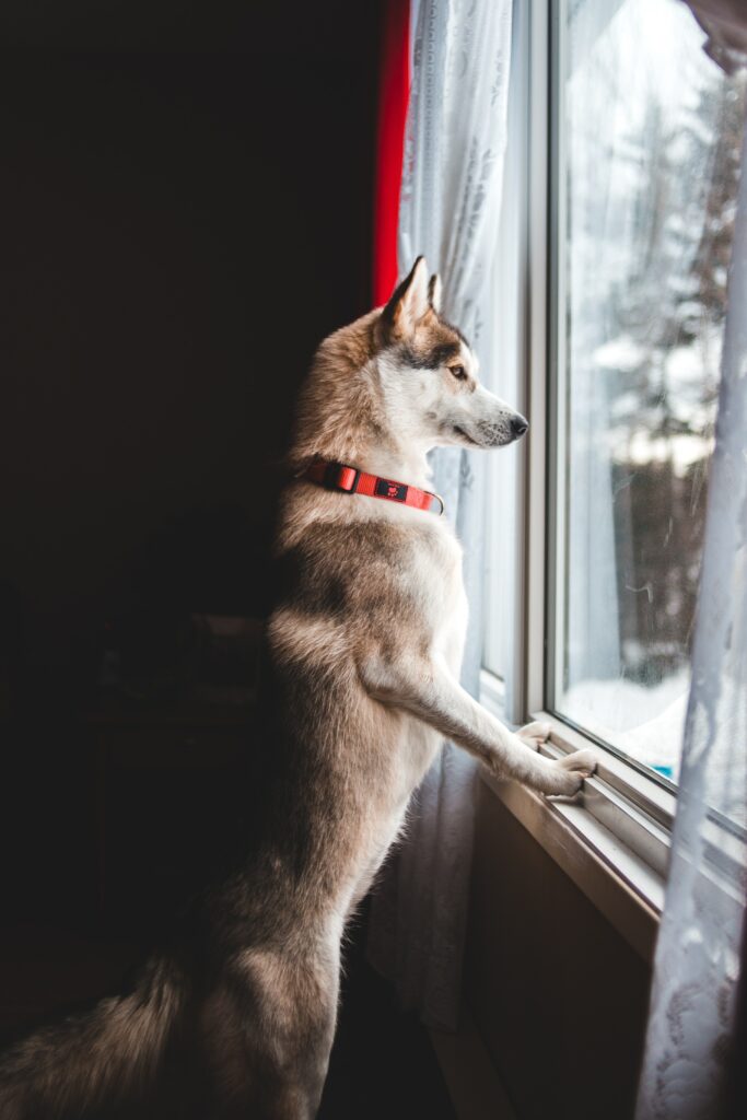 Curious Dog Peers Out Window | Heartwarming Wallpaper Background